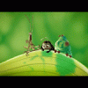 (Bild für) A Bug's Life "Multi Pak" Special 2003 Collectors Edition